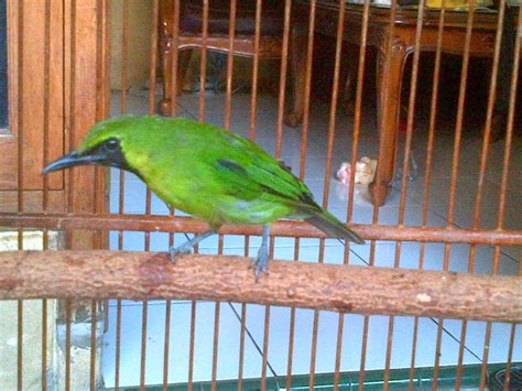 Panduan Komprehensif: Cara Ternak Burung Cucak Ijo Mini