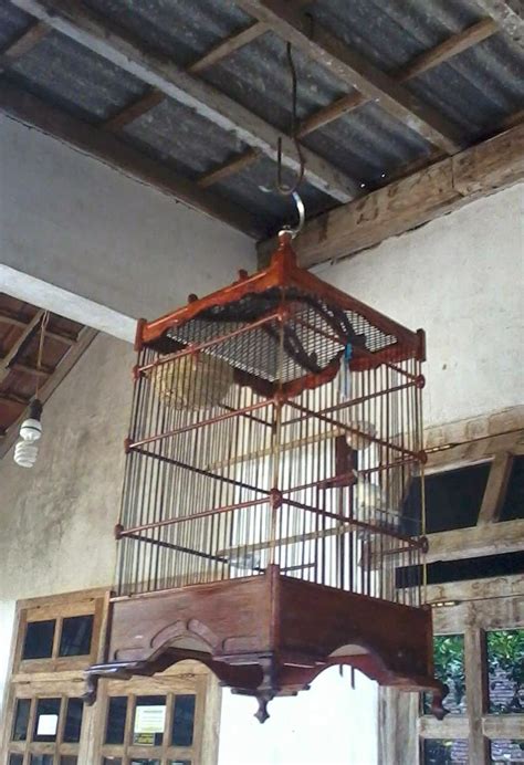Panduan Lengkap Beternak Burung Kenari di Sangkar Gantung