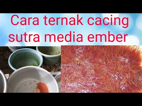 Panduan Lengkap Cara Mudah Beternak Cacing Sutra di Ember