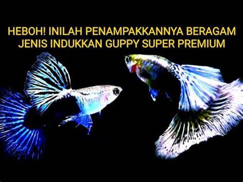 Cara Ternak Ikan Cupang. Cara Budidaya Rumahan Terbaik!