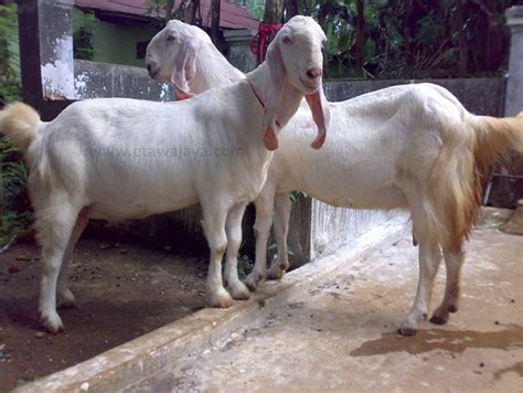 Panduan Lengkap Cara Ternak Kambing Etawa Senduro untuk Pemula