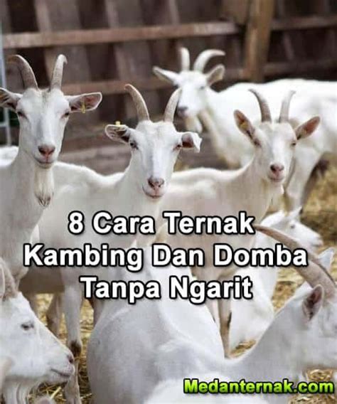 Cara Ternak Kambing Tanpa Ngarit untuk Pemula