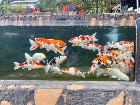 Budidaya dan Ternak CARA PEMIJAHAN IKAN KOI