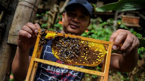 Panduan Lengkap Cara Beternak Lebah Madu Klanceng