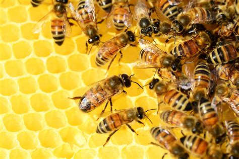 Panduan Lengkap Cara Ternak Lebah Madu untuk Pemula