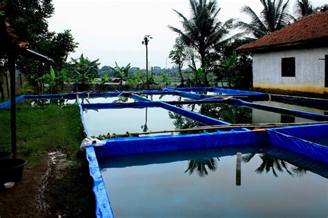 Panduan Lengkap Cara Budidaya Lele Sukses di Terpal