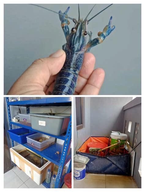 Panduan Lengkap Budidaya Lobster Air Tawar di Rumah