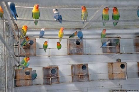 Panduan Lengkap: Cara Ternak Lovebird dalam Kamar dengan Mudah