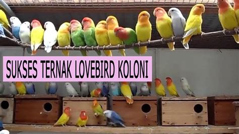 Panduan Lengkap Cara Ternak Lovebird yang Baik dan Benar