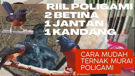 Rahasia Jitu Ternak Murai Batu Poligami untuk Peternak Pemula