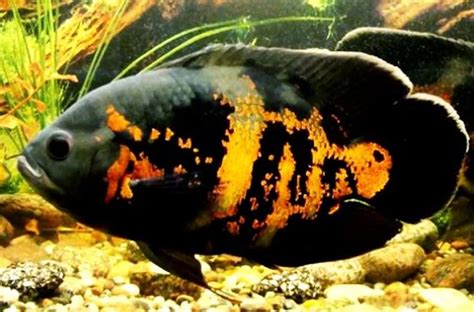 Ikan Molly Balon Keren YouTube