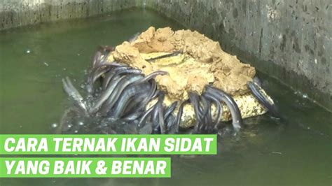 PEMERINTAH INGATKAN PEMBUDIDAYA AGAR WASPADAI ANCAMAN PENYAKIT TILAPIA