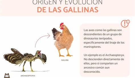 Gallinas