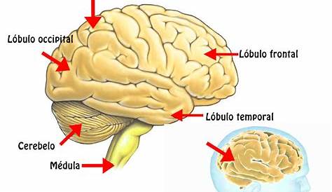 El cerebro es el principal órgano del ser humano y el más complejo y