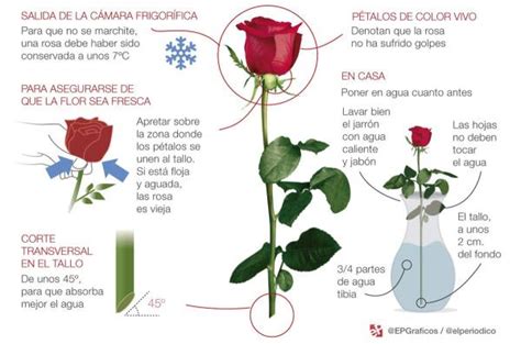 caracteristicas de la rosa