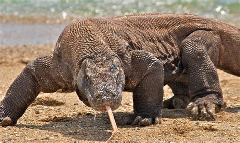 🐉 Dragón de Komodo Características » Animales Salvajes