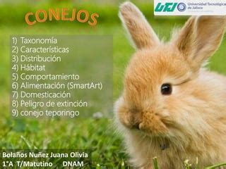 caracteristicas generales de los conejos