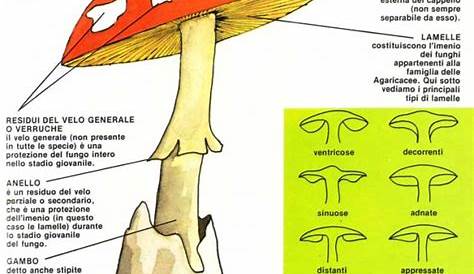 Tipi di funghi: nomi di funghi commestibili e non velenosi