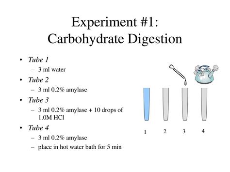 Carbohydrate Digestion Lab