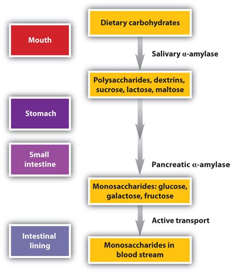 Carbohydrate Digestion Steps