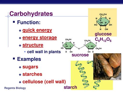 Carbohydrates Function Biology Examples