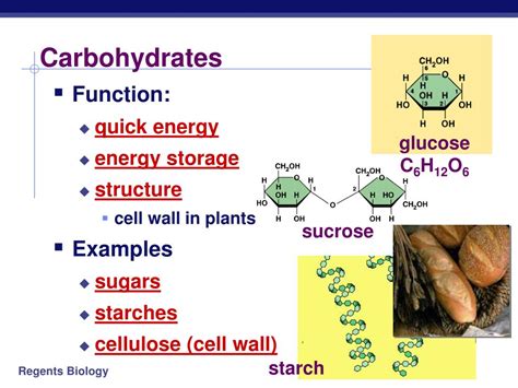 Carbohydrates Function Examples