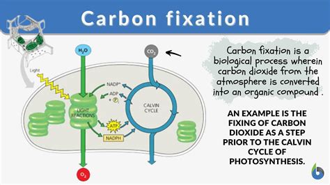 PPT Photosynthesis and Respiration PowerPoint Presentation, free