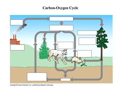 carbon cycle diagram worksheet