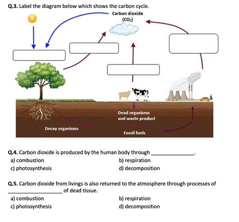carbon cycle diagram worksheet pdf