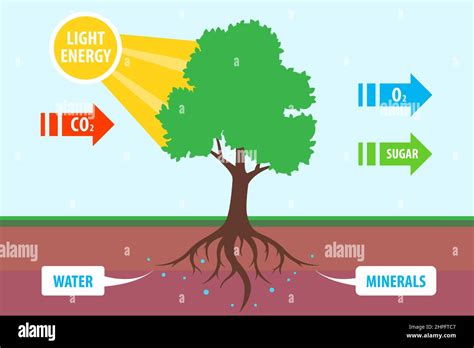 Carbon Dioxide From Trees