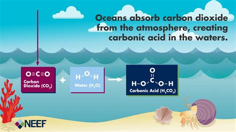 carbon dioxide to carbonic acid