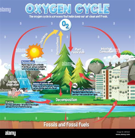 The Carbon and Oxygen Cycle Explained with a Diagram