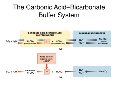 carbonic acid and sodium bicarbonate buffer