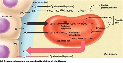 carbonic acid bicarbonate buffer system shift