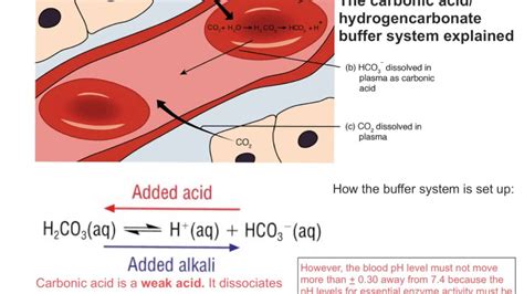 carbonic acid buffer system in human blood
