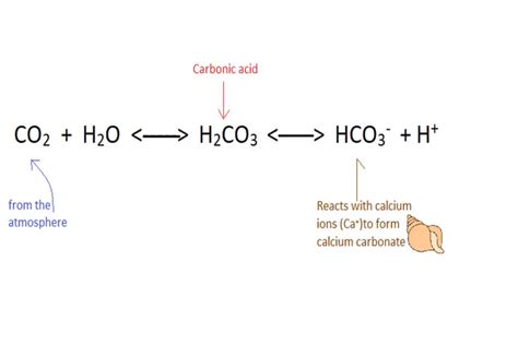 carbonic acid dissociates into