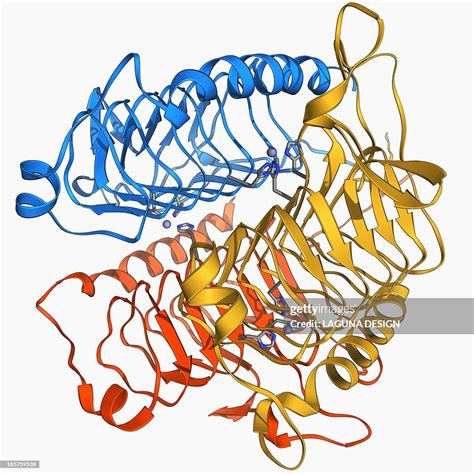 carbonic anhydrase 4