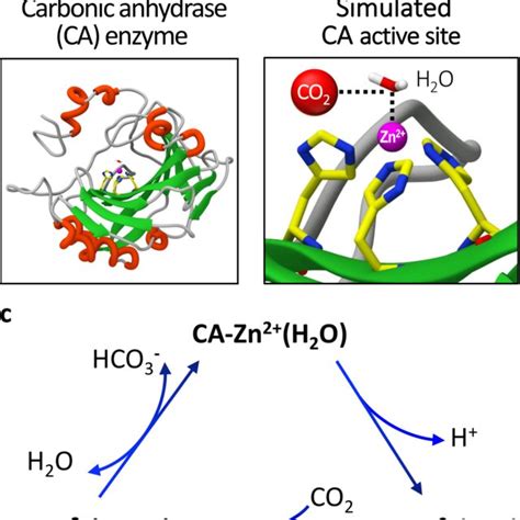 carbonic anhydrase catalyzes co2 in the