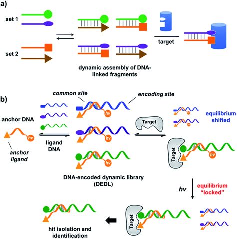 carbonic anhydrase dna encoded library