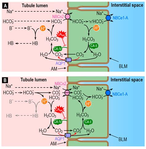 carbonic anhydrase function in ph regulation
