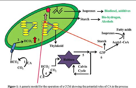 carbonic anhydrase function in plants