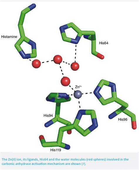 carbonic anhydrase ii human