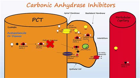 carbonic anhydrase inhibitors example