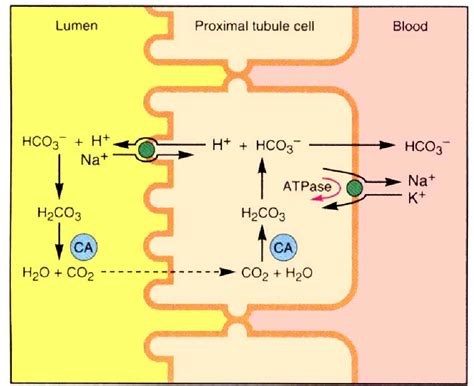 carbonic anhydrase mechanism