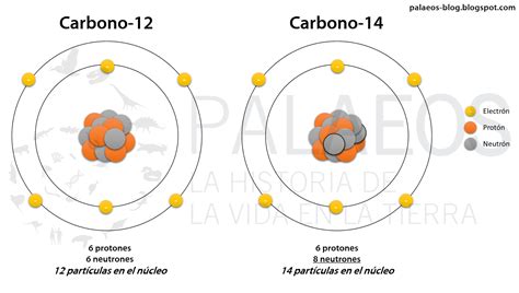 carbono 12 e 14