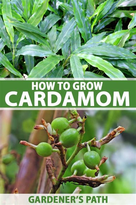 Cardamom Growing