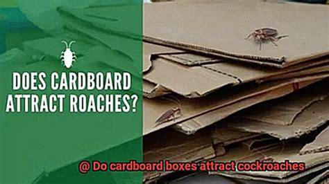 Cardboard Boxes Roaches