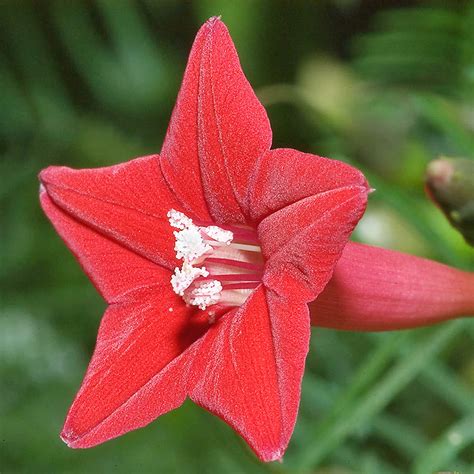 Cardinal Climber Deer Resistant