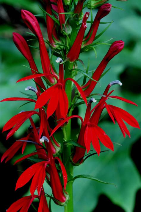 Cardinal Flower Nc