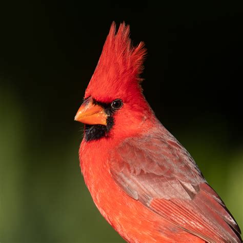 Cardinal Images